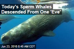 Today&#39;s Sperm Whales Descended From One &#39;Eve&#39;