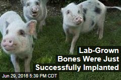 Lab-Grown, Living Bones Were Just Successfully Implanted