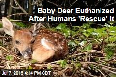 Baby Deer Euthanized After Humans &#39;Rescue&#39; It