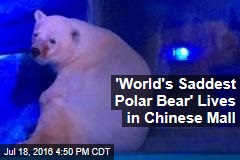 &#39;World&#39;s Saddest Polar Bear&#39; Lives in Chinese Mall