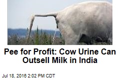 Pee for Profit: Cow Urine Can Outsell Milk in India