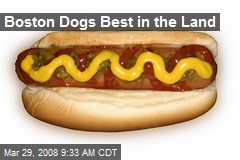 Boston Dogs Best in the Land