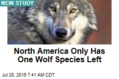 North America Only Has One Wolf Species Left