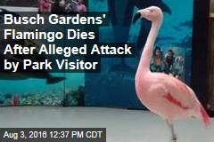 Busch Gardens&#39; Flamingo Dies After Alleged Attack by Park Visitor