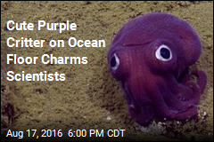 Cute Purple Critter on Ocean Floor Charms Scientists