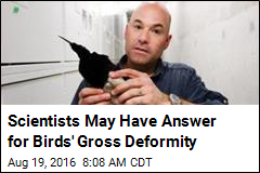 Virus May Be Behind Birds&#39; Gross Beak Deformities