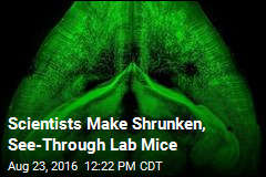Scientists Make Shrunken, See-Through Lab Mice