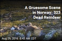 Why More Than 300 Reindeer Were Found Dead in Norway