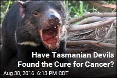 Tasmanian Devil May Be Evolving to Fight Cancer