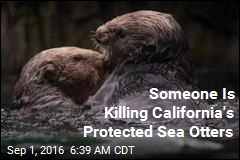 Someone Is Killing Calif. Sea Otters, and They&#39;re Protected