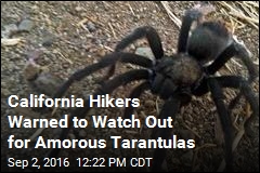 California Hikers Warned to Watch Out for Amorous Tarantulas
