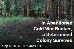 In Abandoned Cold War Bunker, a Determined Colony Survives