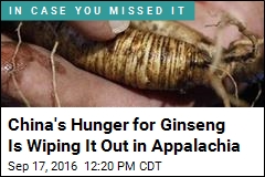 China&#39;s Hunger for Ginseng Is Wiping It Out in Appalachia