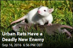 Urban Rats Have a Deadly New Enemy