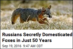 Russians Secretly Domesticated Foxes in Just 50 Years