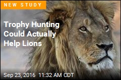Trophy Hunting Could Actually Help Lions