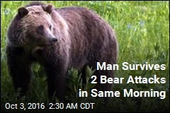 Grizzly Attacks Same Man Twice