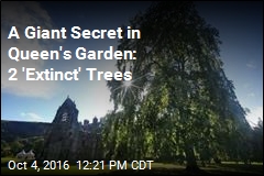 A Giant Secret in Queen&#39;s Garden: 2 &#39;Extinct&#39; Trees