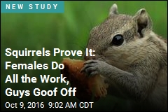 Squirrels Prove It: Females Do All the Work, Guys Lay Around