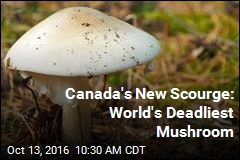 Canada&#39;s New Scourge: World&#39;s Deadliest Mushroom