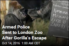 London Zoo Recaptures Escaped Gorilla