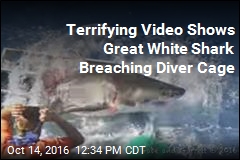 Terrifying Video Shows Great White Shark Breaching Diver Cage