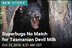 Tasmanian Devil Might Hold the Kryptonite to Superbugs
