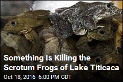 Something Is Killing the Scrotum Frogs of Lake Titicaca