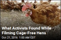 Video on Cage-Free Hens Is Horrifying: Activists