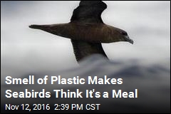 Smell of Plastic Makes Seabirds Think It&#39;s a Meal