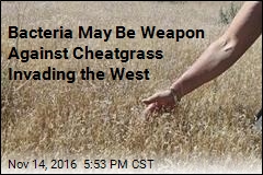 Bacteria May Be Weapon Against Cheatgrass Invading the West