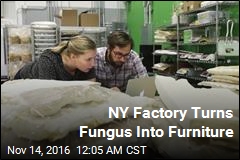 NY Factory Turns Fungus Into Furniture