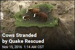Cows Stranded by Quake Rescued