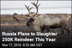 Herders to Russia: Don&#39;t Kill Off Our Reindeer