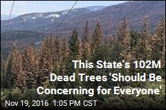 California Now Home to 102M Dead Trees