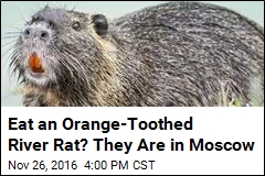 Eat an Orange-Toothed River Rat? They Are in Moscow