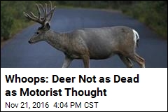 Whoops: Deer Not as Dead as Motorist Thought