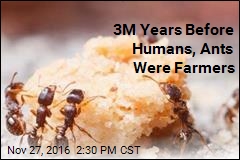 3M Years Before Humans, Ants Were Farmers