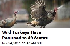 Wild Turkeys Are a Wildlife Restoration Success Story