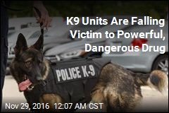 First It Killed Prince. Now Potent Drug Is Harming Police Dogs