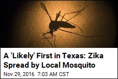A &#39;Likely&#39; First in Texas: Zika Spread by Local Mosquito