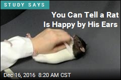 You Can Tell a Rat Is Happy by His Ears