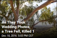 As They Took Wedding Photos, a Tree Fell, Killed 1