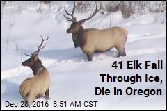 41 Elk Fall Through Ice, Die in Oregon