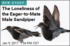 The Loneliness of the Eager-to-Mate Male Sandpiper