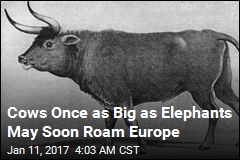 Cows as Big as Elephants May Soon Roam Europe