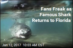 Fans Freak as Famous Shark Returns to Florida