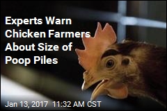 Experts Warn Chicken Farmers About Size of Poop Piles