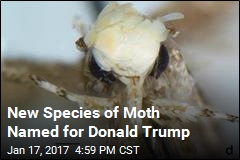 New Species of Moth Named for Donald Trump