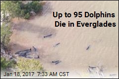 Dozens of &#39;False Killer Whales&#39; Die in Florida Stranding